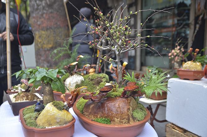 Gần 5 triệu đồng 1 chậu nấm linh chi bonsai chơi Tết ở Thủ đô